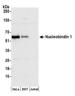 Nucleobindin 1/NUCB1 Polyclonal Antibody, Bethyl Laboratories 20 &mu;L;