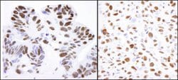 Nucleolin/NCL Rabbit anti-Human, Mouse, Polyclonal, Bethyl Laboratories