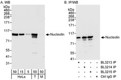 Nucleolin/NCL Rabbit anti-Human, Polyclonal, Bethyl Laboratories 100 &mu;L;