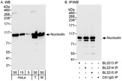 Nucleolin/NCL Rabbit anti-Human, Mouse, Polyclonal, Bethyl Laboratories