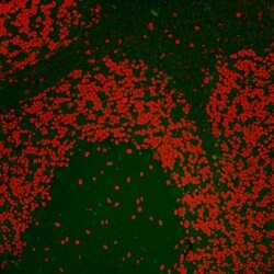 Nucleolin/NCL Rabbit anti-Human, Mouse, Polyclonal, Bethyl Laboratories