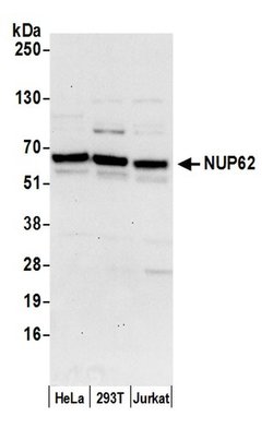 Nucleoporin p62/NUP62 Rabbit anti-Human, Polyclonal, Bethyl Laboratories