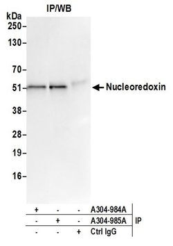 Nucleoredoxin/NXN Rabbit anti-Human, Mouse, Polyclonal, Bethyl Laboratories 100 &mu;L | Buy Online | Bethyl Laboratories, Inc | Fisher Scientific