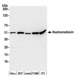 Nucleoredoxin/NXN Rabbit anti-Human, Mouse, Polyclonal, Bethyl Laboratories 100 &mu;L | Buy Online | Bethyl Laboratories, Inc | Fisher Scientific