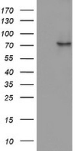 OAS2 Mouse anti-Human, Clone: OTI3C1, lyophilized, TrueMAB 100 &mu;g | Buy Online | Origene Technologies | Fisher Scientific