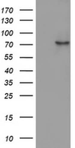 OAS2 Monoclonal Antibody (OTI3C1), TrueMAB , OriGene:Antibodies:Primary