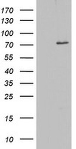 OAS2 Monoclonal Antibody (OTI5C10), TrueMAB , OriGene:Antibodies:Primary