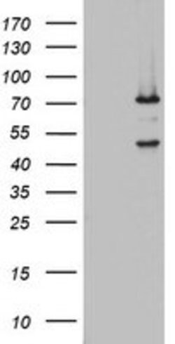 OAS2 Mouse anti-Human, Clone: OTI5E1, lyophilized, TrueMAB 100 &mu;g | Buy Online | Origene Technologies | Fisher Scientific