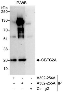 OBFC2A Rabbit anti-Human, Polyclonal, Bethyl Laboratories 10 &mu;L; Unconjugated:Antibodies,