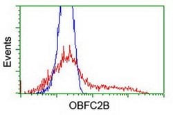 OBFC2B Monoclonal Antibody (OTI1E11), TrueMAB , OriGene 30 &mu;L; Unconjugated:Antibodies,