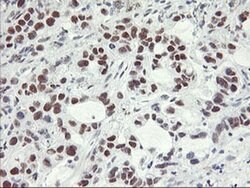 OBFC2B Monoclonal Antibody (OTI1E11), TrueMAB , OriGene:Antibodies:Primary