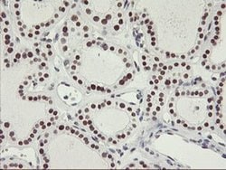 OBFC2B Monoclonal Antibody (OTI1E11), TrueMAB , OriGene 30 &mu;L; Unconjugated:Antibodies,
