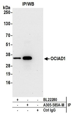 OCIAD1 Polyclonal Antibody, Bethyl Laboratories 20 &mu;L | Buy Online | Bethyl Laboratories, Inc | Fisher Scientific