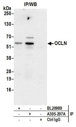 OCLN Rabbit anti-Human, Polyclonal, Bethyl Laboratories 100 &mu;L; Unconjugated:Antibodies,