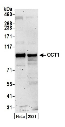 OCT1 Rabbit anti-Human, Polyclonal, Bethyl Laboratories 20 &mu;L; Unconjugated:Antibodies,