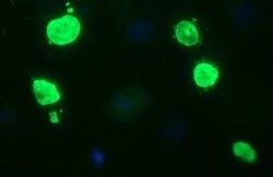 OCT4 Mouse anti-Human, Mouse, Rat, Clone: OTI7H1, liquid, TrueMAB 100 &mu;L | Buy Online | Origene Technologies | Fisher Scientific