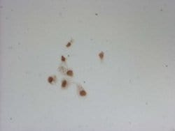 OCT4 Mouse anti-Human, Mouse, Rat, Clone: OTI7H1, lyophilized, TrueMAB