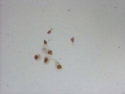 OCT4 Mouse anti-Human, Mouse, Rat, Clone: OTI7H1, liquid, TrueMAB 100 &mu;L | Buy Online | Origene Technologies | Fisher Scientific