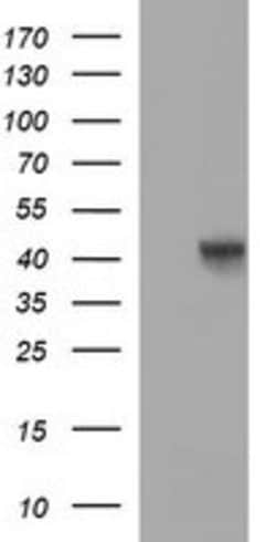 OCT4 Mouse anti-Human, Mouse, Rat, Clone: OTI7H1, lyophilized, TrueMAB