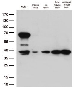 OCT4 Mouse anti-Human, Mouse, Rat, Clone: OTI7H1, lyophilized, TrueMAB