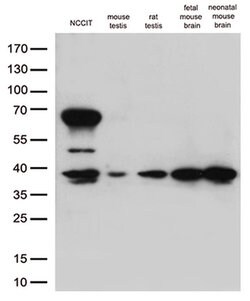 OCT4 Mouse anti-Human, Mouse, Rat, Clone: OTI7H1, liquid, TrueMAB 100 &mu;L | Buy Online | Origene Technologies | Fisher Scientific