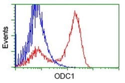 ODC1 Monoclonal Antibody (OTI1G1), TrueMAB , OriGene 100 &mu;L; Unconjugated:Antibodies,