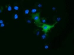 ODC1 Mouse anti-Human, Clone: OTI1G6, lyophilized, TrueMAB 100 &mu;g; Unconjugated:Antibodies,