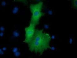 ODC1 Monoclonal Antibody (OTI1G1), TrueMAB , OriGene 100 &mu;L; Unconjugated:Antibodies,