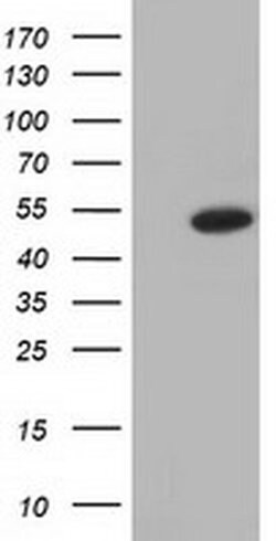 ODC1 Monoclonal Antibody (OTI1G1), TrueMAB , OriGene 100 &mu;L; Unconjugated:Antibodies,