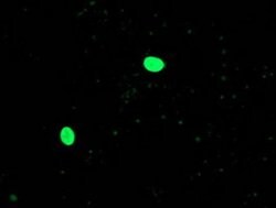 OGFOD1 Monoclonal Antibody (OTI1D9), TrueMAB , OriGene 30 &mu;L; Unconjugated:Antibodies,