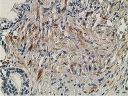 OGFOD1 Monoclonal Antibody (OTI1D9), TrueMAB , OriGene:Antibodies:Primary