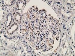 OGFOD1 Monoclonal Antibody (OTI1D9), TrueMAB , OriGene 30 &mu;L; Unconjugated:Antibodies,
