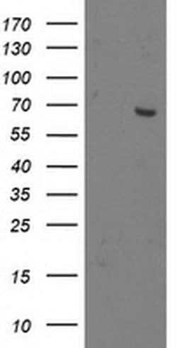 OGFOD1 Monoclonal Antibody (OTI1D9), TrueMAB , OriGene:Antibodies:Primary