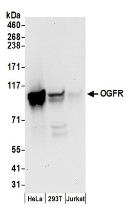 OGFR Rabbit anti-Human, Polyclonal, Bethyl Laboratories 100 &mu;L; Unconjugated:Antibodies,