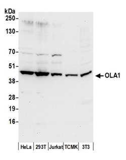OLA1 Rabbit anti-Human, Mouse, Polyclonal, Bethyl Laboratories 100 &mu;L;