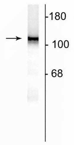 Invitrogen NMDAR1 Monoclonal Antibody (R1JHL) 15 &mu;g; Unconjugated:Antibodies,