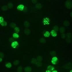 Invitrogen&trade;&nbsp;BrdU Monoclonal Antibody (IIB5)