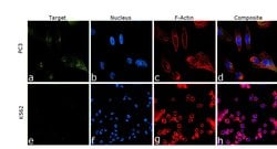 Invitrogen Amyloid Precursor Protein Monoclonal Antibody (mAbP2-1) 50 &mu;g;