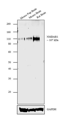Invitrogen NMDAR1 Monoclonal Antibody (R1JHL) 15 &mu;g; Unconjugated:Antibodies,