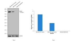 Invitrogen NEFM Monoclonal Antibody (RNF 403) 100 &mu;L; Unconjugated:Antibodies,