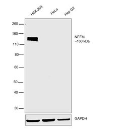 Invitrogen NEFM Monoclonal Antibody (RNF 403) 100 &mu;L; Unconjugated:Antibodies,