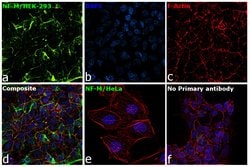 Invitrogen NEFM Monoclonal Antibody (RNF 403) 100 &mu;L; Unconjugated:Antibodies,