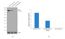 Invitrogen NEFM Monoclonal Antibody (RNF 406) 100 &mu;L; Unconjugated:Antibodies,