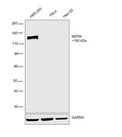 Invitrogen NEFM Monoclonal Antibody (RNF 406) 100 &mu;L; Unconjugated:Antibodies,