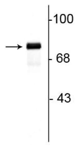 Invitrogen Synapsin 1 Polyclonal Antibody 50 &mu;L; Unconjugated:Antibodies,
