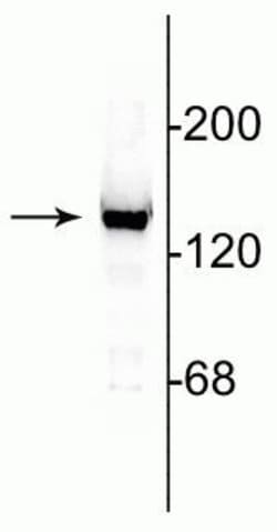 Invitrogen NMDAR2C Polyclonal Antibody 10 &mu;g; Unconjugated:Antibodies,