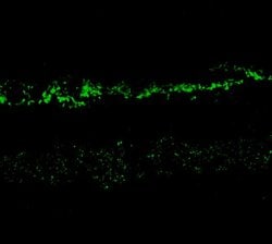 Invitrogen NMDAR2A Polyclonal Antibody 10 &mu;g | Buy Online | Invitrogen&trade; | Fisher Scientific
