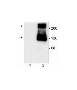 Invitrogen mGluR1 Polyclonal Antibody 100 &mu;L | Buy Online | Invitrogen&trade; | Fisher Scientific