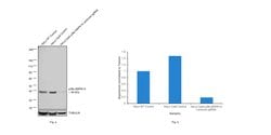Invitrogen p38 MAPK Polyclonal Antibody 1 mL; Unconjugated:Antibodies,