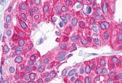 Invitrogen P2Y14 Polyclonal Antibody 25 &mu;g | Buy Online | Invitrogen&trade; | Fisher Scientific